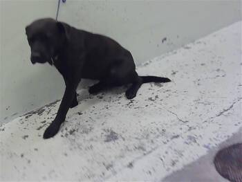 Staffordshire Bull Terrier and Mixed Breed Dogs Available for Adoption in Houston, Texas - A2070392 | PetCurious