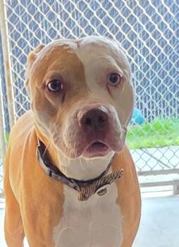 Pit Bull Terrier and Mixed Breed Dogs Available for Adoption - Floyd | PetCurious