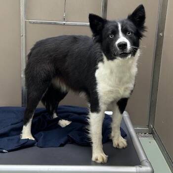 Vaela -  Husky and Border Collie Dog for Adoption in Lyndhurst, Virginia - Vaela | PetCurious