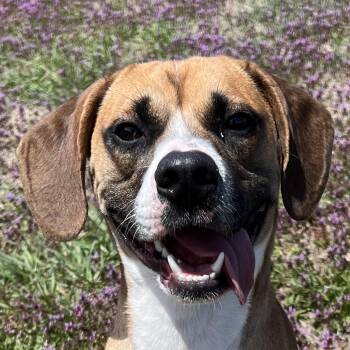 Rescue Boxer Dogs for Adoption in Auburn, Nebraska - Kairo | PetCurious