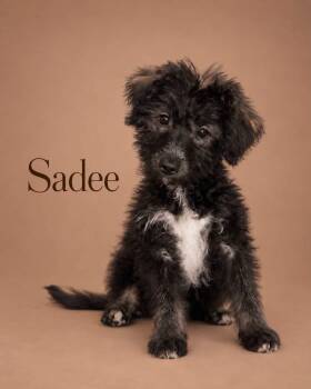 Sadee -  Goldendoodle and Siberian Husky Dog for Adoption in Myrtle Beach, South Carolina - Sadee | PetCurious
