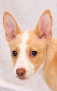 Terrier Dogs Available for Adoption in Newport, Tennessee - Aurora | PetCurious