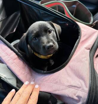Dakota - The Happiest Girl -  Black Labrador Retriever Dog Available for Adoption in Carolina, Carolina - Dakota - The Happiest Girl | PetCurious