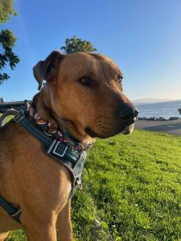 Ciggy -  Mixed Breed Dog for Adoption - Ciggy | PetCurious