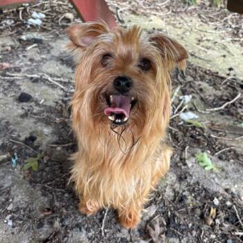 Pippin -  Yorkshire Terrier and Mixed Breed Dog for Adoption in Helena, Alabama - Pippin | PetCurious