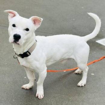 Mixed Breed Dogs Available for Adoption - Luke | PetCurious
