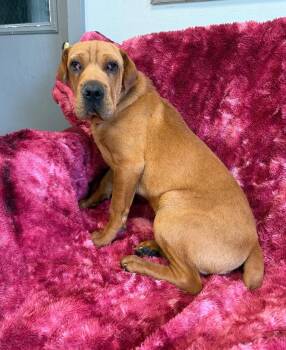 Comet -  Mixed Breed Dog for Adoption in Lagrange, Indiana - Comet | PetCurious