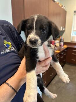 Labrador Retriever Dogs Available for Adoption in Gautier, Mississippi - Devon | PetCurious