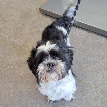 Mixed Breed Dogs Available for Adoption in Las Cruces, New Mexico - Dior | PetCurious