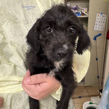 Feist Dogs Available for Adoption in Pekin, Illinois - Tricklining | PetCurious