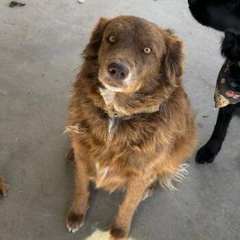 Border Collie and Mixed Breed Dogs Available for Adoption in El Paso, Texas - OLIVE | PetCurious