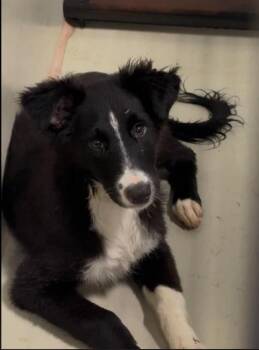 Flower - URGENT -  Border Collie Dog for Adoption in Thousand Oaks, California - Flower - URGENT | PetCurious