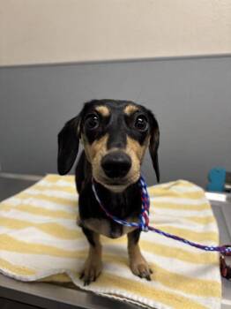 MARATHON -  Dachshund Dog for Adoption in Las Vegas, Nevada - MARATHON | PetCurious