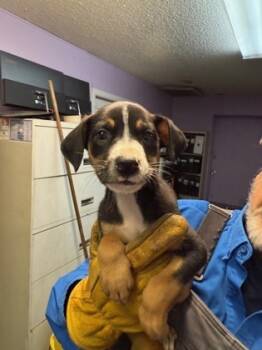 Rescue Mixed Breed Dogs for Adoption in West Chester, Pennsylvania - Kimchi | PetCurious