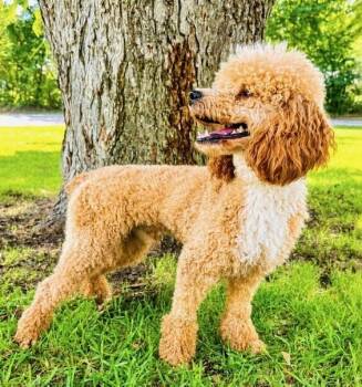 Porter -  Poodle Dog for Adoption in Washington, District Of Columbia - Porter | PetCurious