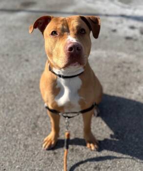 Terrier and Mixed Breed Dogs Available for Adoption in Pomona, New York - Luna | PetCurious