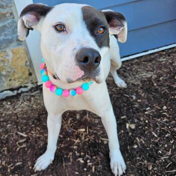 Nola -  Pit Bull Terrier Dog for Adoption in Madisonville, Tennessee - Nola | PetCurious
