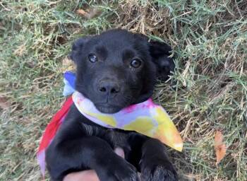 Dumpling -  Chiweenie Dog for Adoption - Dumpling | PetCurious