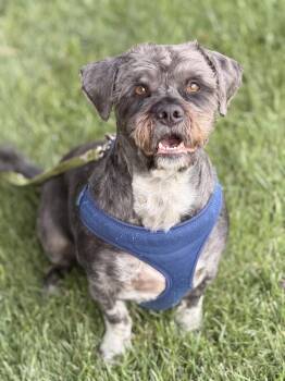 Odie -  Shih Tzu Dog for Adoption in Pleasant Hill, California - Odie | PetCurious