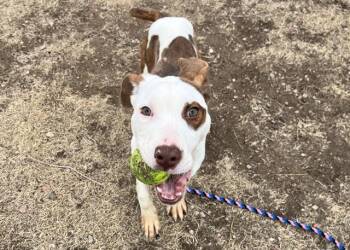 Pit Bull Terrier and Mixed Breed Dogs Available for Adoption - HOWARD | PetCurious