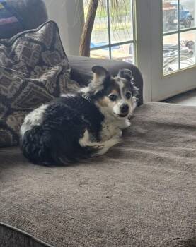 Bailey -  Pomeranian Dog Available for Adoption in Wasilla, Alaska - Bailey | PetCurious