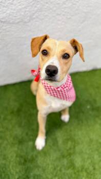 Rescue Labrador Retriever and Beagle Dogs for Adoption in San Diego, California - BELLA | PetCurious