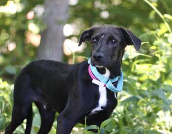 Jimbo in NH. Come Meet our Adoptable Dogs Wednesday-Saturday. Mo -  Black Labrador Retriever Dog for Adoption in Manchester, New Hampshire - Jimbo In NH. Come Meet Our Adoptable Dogs Wednesday-Saturday. Mo | PetCurious