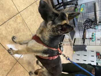Rescue German Shepherd Dog Dogs for Adoption in Boca Raton, Florida - Kami | PetCurious