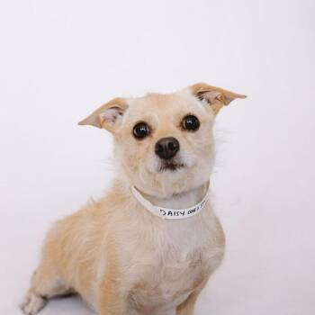 Violet *Arriving 9/12* D12330 -  Chihuahua and Dachshund Dog for Adoption - Violet *Arriving 9/12* D12330 | PetCurious