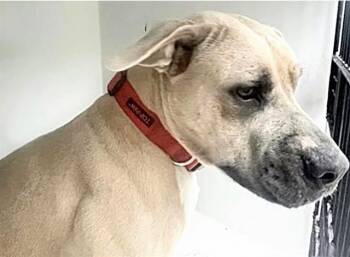 A657870 -  Pit Bull Terrier Dog for Adoption in Houston, Texas - A657870 | PetCurious