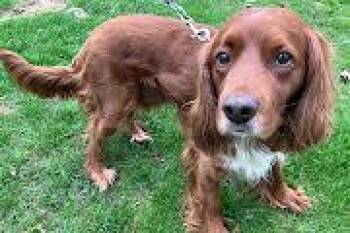Spaniel Dogs Available for Adoption in Marion, Massachusetts - Ruger | PetCurious