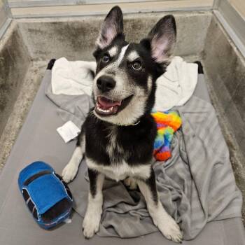 Tom Snout -  Shepherd and Husky Dog for Adoption in Los Angeles, California - Tom Snout | PetCurious
