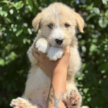 Koi -  Mixed Breed and None Dog for Adoption in Buffalo, Minnesota - Koi | PetCurious