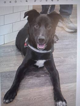 Bowie -  Terrier Dog for Adoption in Blairsville, Georgia - Bowie | PetCurious