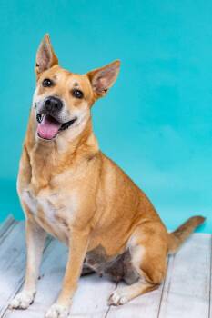 Gingerella -  Carolina Dog Dog for Adoption in Harlingen, Texas - Gingerella | PetCurious
