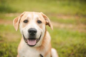 Brooks- Transport -  Great Pyrenees and Mixed Breed Dog Available for Adoption in Gradyville, Kentucky - Brooks- Transport | PetCurious