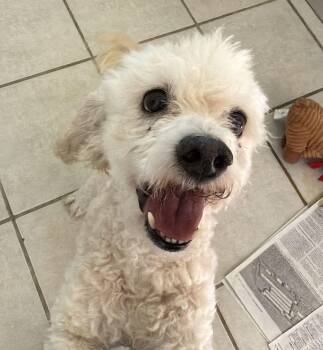 Shamus -  Poodle Dog for Adoption in Canutillo, Texas - Shamus | PetCurious