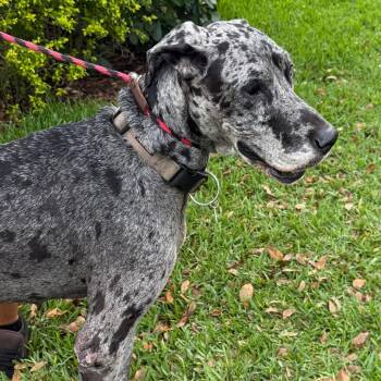 Great Dane Dogs Available for Adoption - Cookie | PetCurious