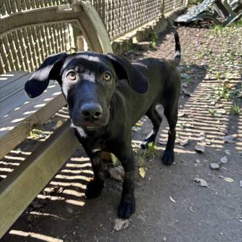 Mystic -  Black Labrador Retriever Dog for Adoption in White Oak, Pennsylvania - Mystic | PetCurious