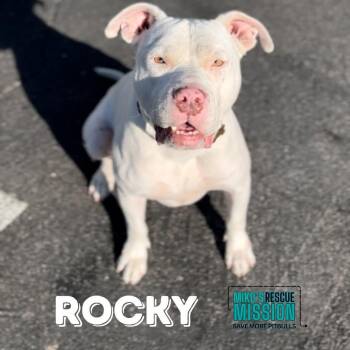 Rocky -  Pit Bull Terrier and American Staffordshire Terrier Dog for Adoption in Torrance, California - Rocky | PetCurious