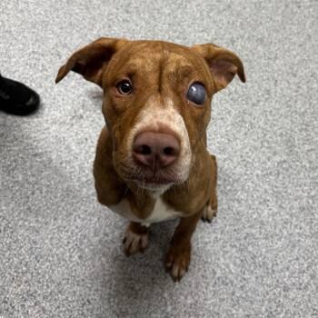 Mailbox -  Labrador Retriever Dog for Adoption in Grand Rapids, Michigan - Mailbox | PetCurious