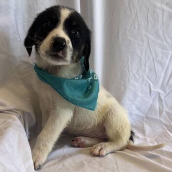 Joshua -  Mixed Breed Dog for Adoption in Canal Winchester, Ohio - Joshua | PetCurious