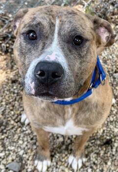 Rescue Mixed Breed Dogs for Adoption in West Chester, Pennsylvania - Scrappy | PetCurious