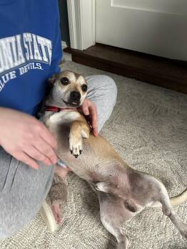 Chihuahua Dogs Available for Adoption in Tonawanda, New York - Cowboy | PetCurious