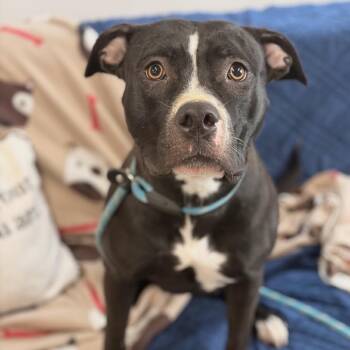 Himalaya -  Black Labrador Retriever and Pit Bull Terrier Dog for Adoption in Spring Hill, Kansas - Himalaya | PetCurious