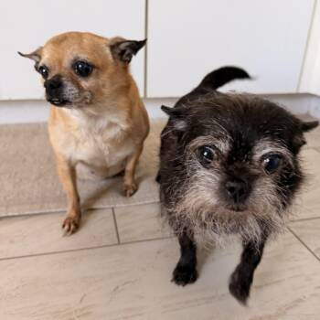 Chihuahua Dogs Available for Adoption in Tampa, Florida - Princess And Bella | PetCurious