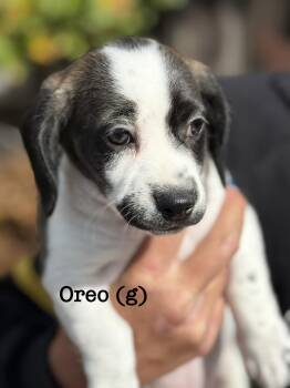 Oreo -  Beagle Dog for Adoption in Lafayette, California - Oreo | PetCurious