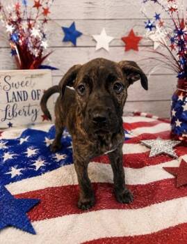 Indie -  Mixed Breed Dog for Adoption in Bloomsburg, Pennsylvania - Indie | PetCurious