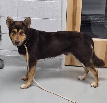 Vc 9 Chapon -  German Shepherd Dog Dog for Adoption in Lawrenceville, Georgia - Vc 9 Chapon | PetCurious