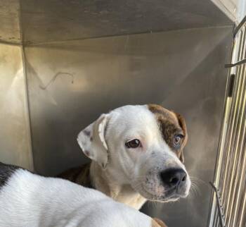 Mixed Breed Dogs Available for Adoption in Dallas, Texas - MAGGIE | PetCurious